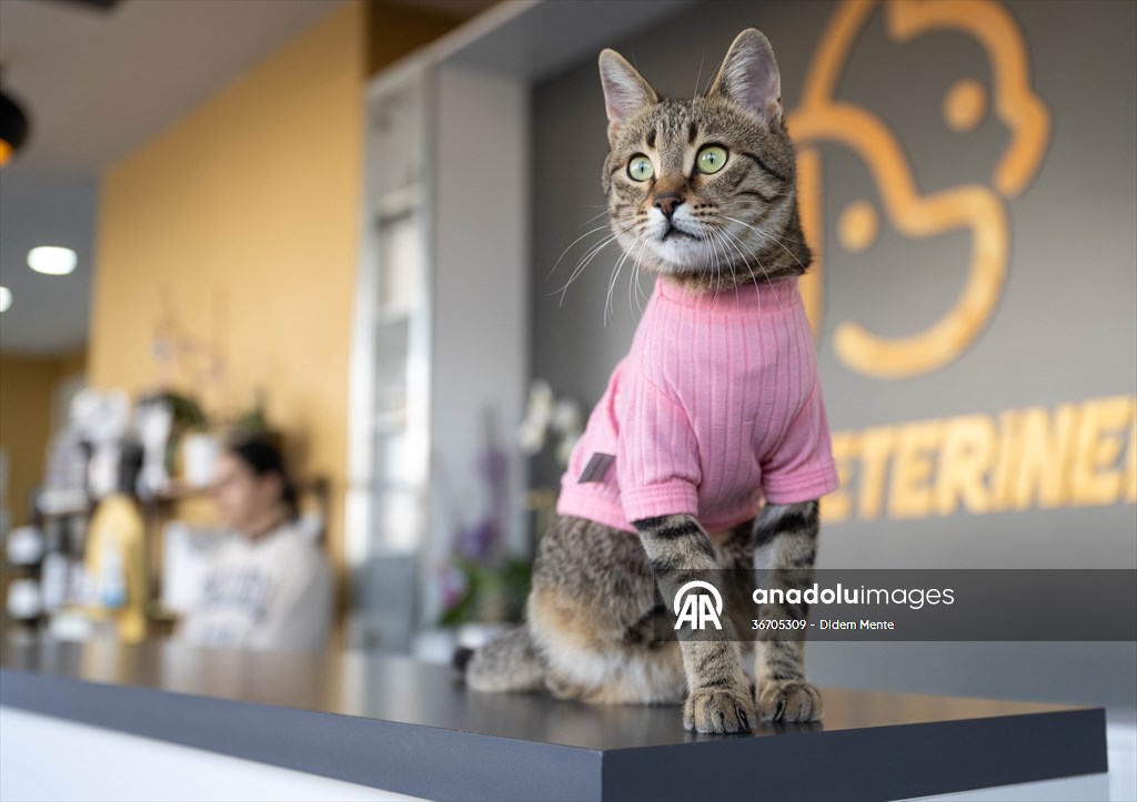 Three-legged cat 'Tripod' became the mascot of tradesmen in Turkish capital