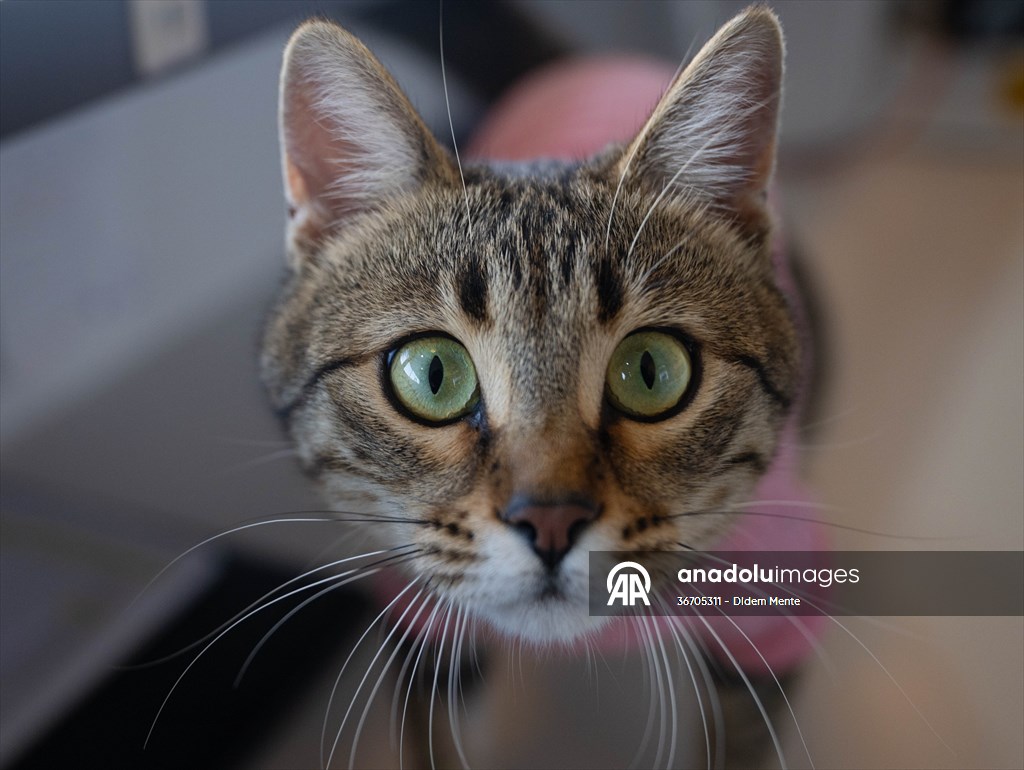 Three-legged cat 'Tripod' became the mascot of tradesmen in Turkish capital