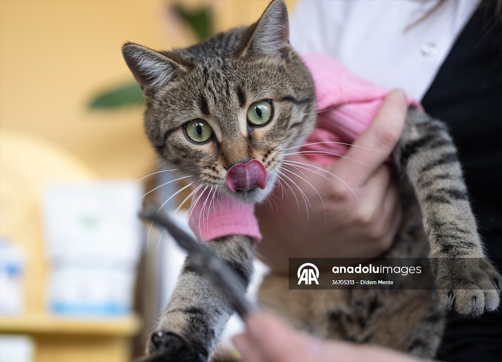 Three-legged cat 'Tripod' became the mascot of tradesmen in Turkish capital