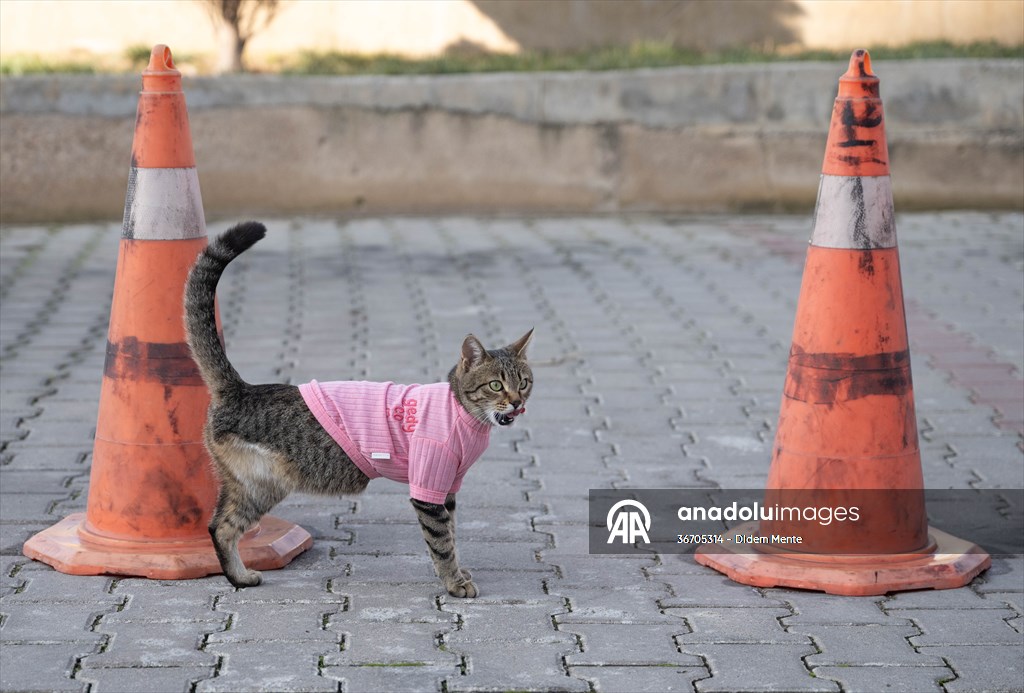 Three-legged cat 'Tripod' became the mascot of tradesmen in Turkish capital