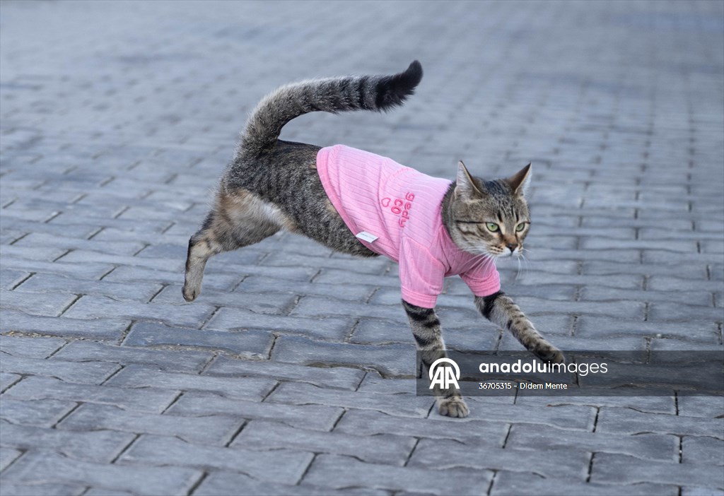 Three-legged cat 'Tripod' became the mascot of tradesmen in Turkish capital