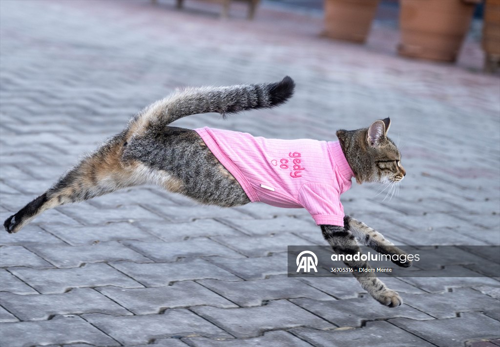 Three-legged cat 'Tripod' became the mascot of tradesmen in Turkish capital
