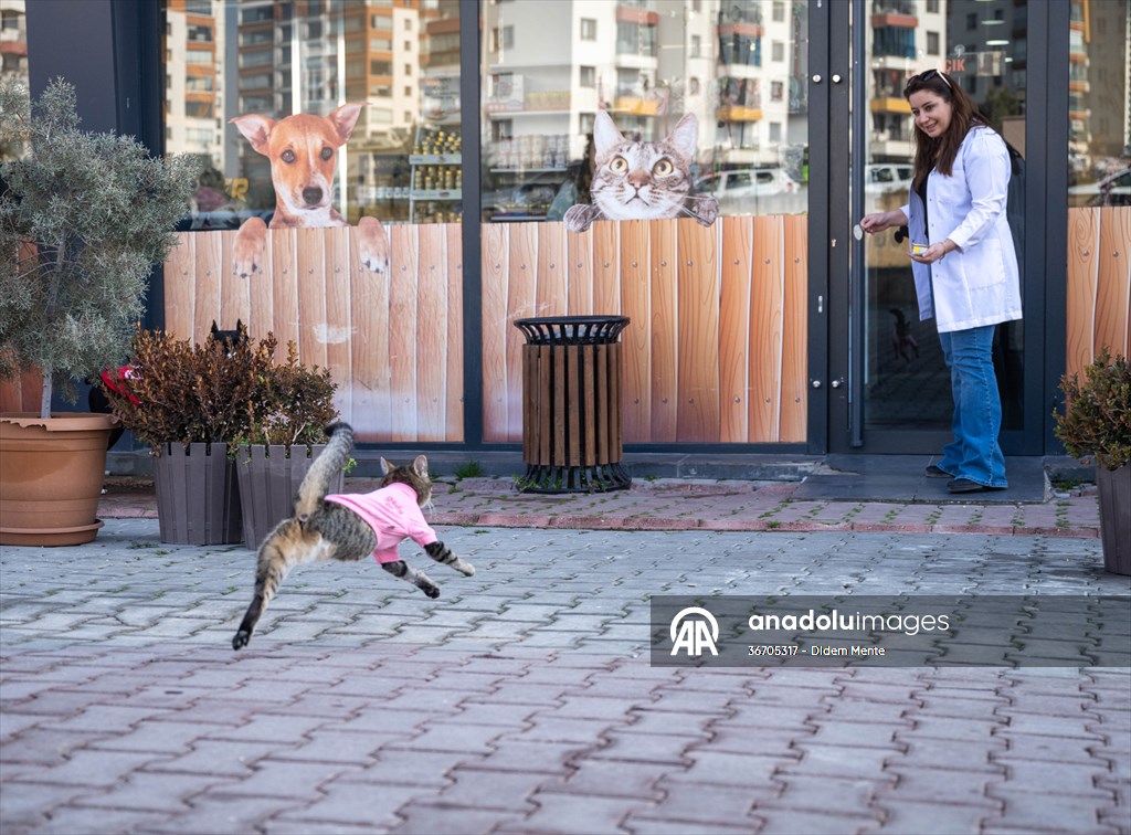 Three-legged cat 'Tripod' became the mascot of tradesmen in Turkish capital