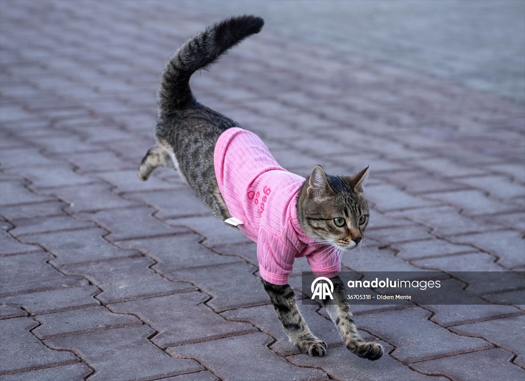 Three-legged cat 'Tripod' became the mascot of tradesmen in Turkish capital