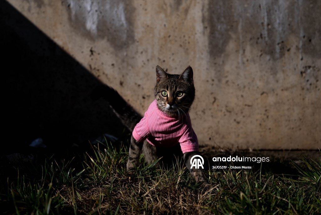 Three-legged cat 'Tripod' became the mascot of tradesmen in Turkish capital