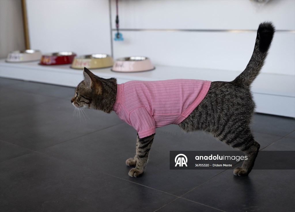 Three-legged cat 'Tripod' became the mascot of tradesmen in Turkish capital