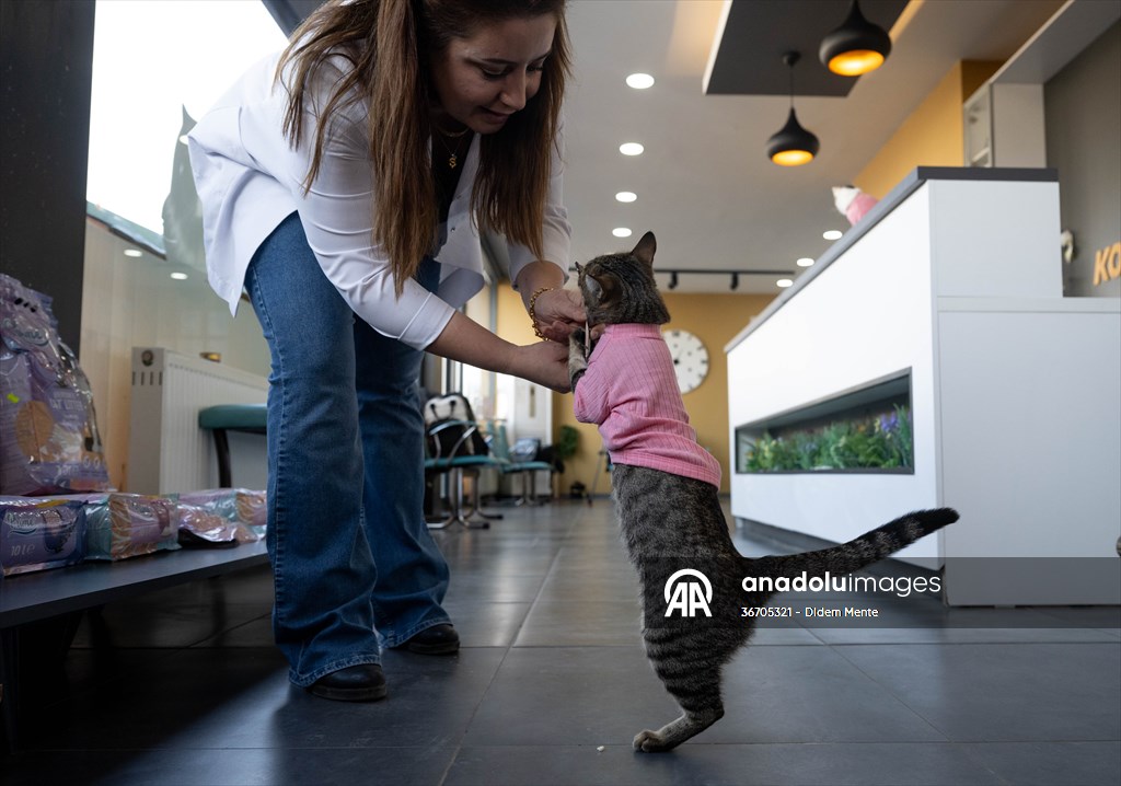 Three-legged cat 'Tripod' became the mascot of tradesmen in Turkish capital