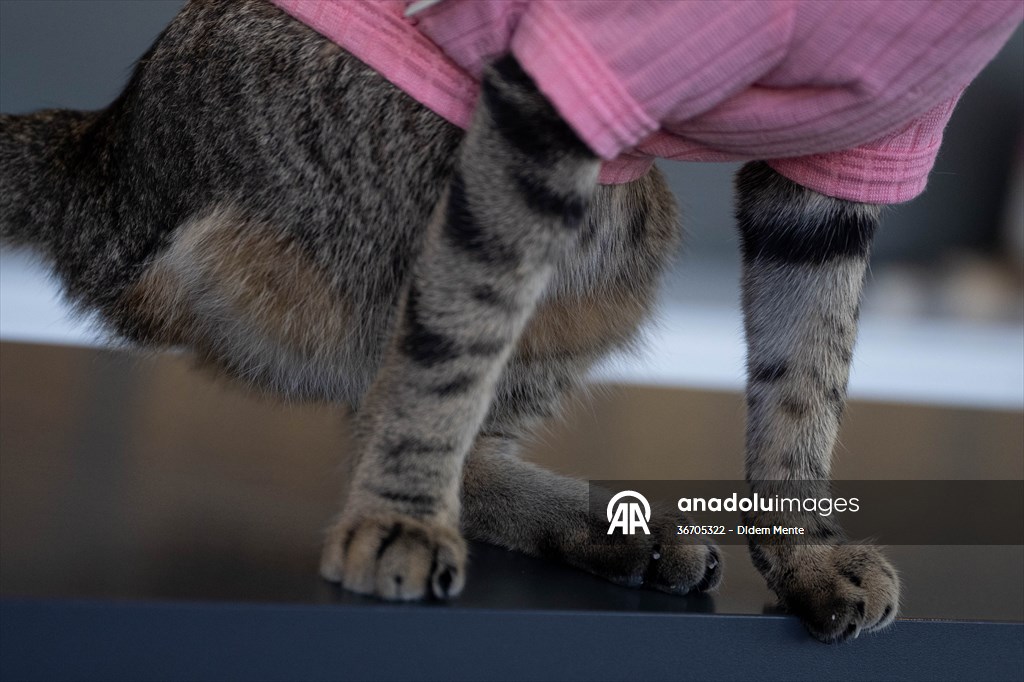 Three-legged cat 'Tripod' became the mascot of tradesmen in Turkish capital
