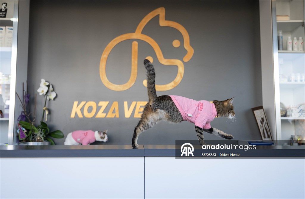 Three-legged cat 'Tripod' became the mascot of tradesmen in Turkish capital