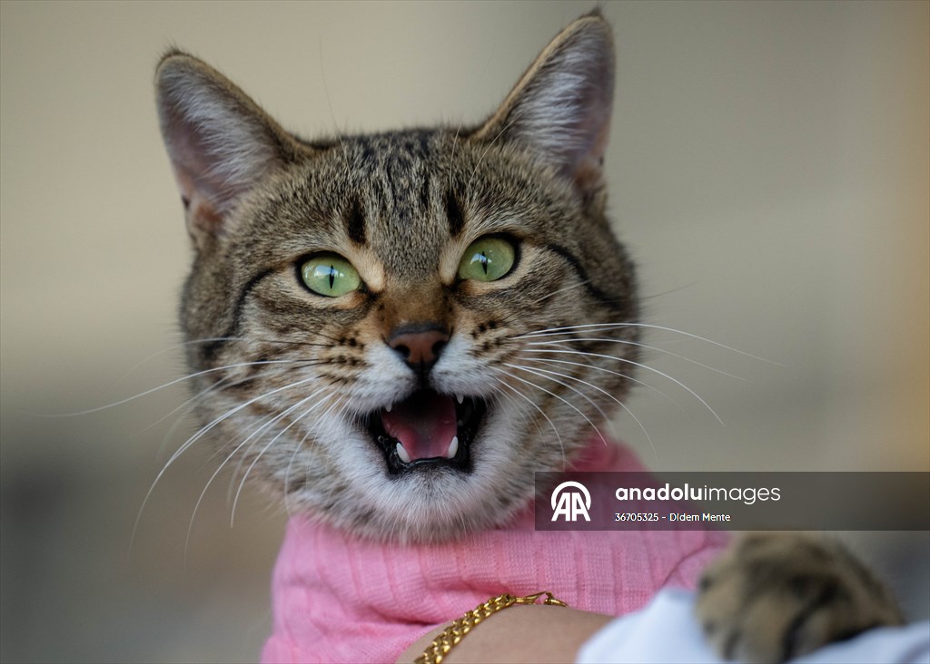 Three-legged cat 'Tripod' became the mascot of tradesmen in Turkish capital