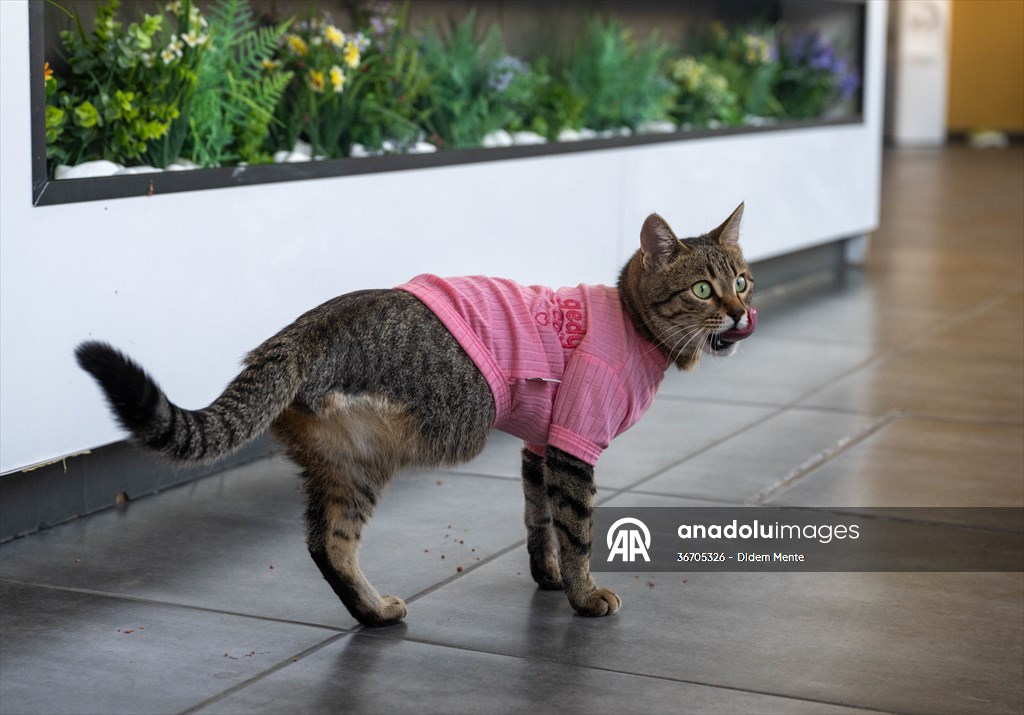 Three-legged cat 'Tripod' became the mascot of tradesmen in Turkish capital