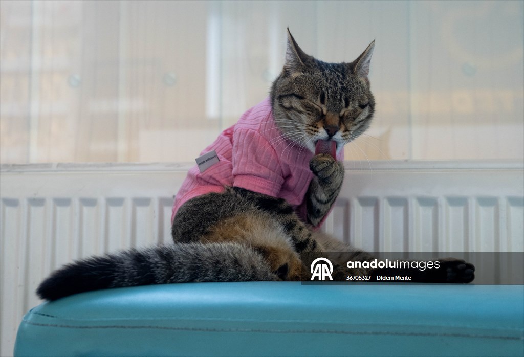 Three-legged cat 'Tripod' became the mascot of tradesmen in Turkish capital
