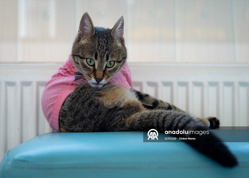 Three-legged cat 'Tripod' became the mascot of tradesmen in Turkish capital