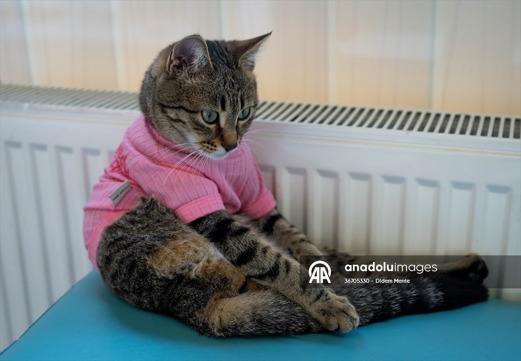 Three-legged cat 'Tripod' became the mascot of tradesmen in Turkish capital