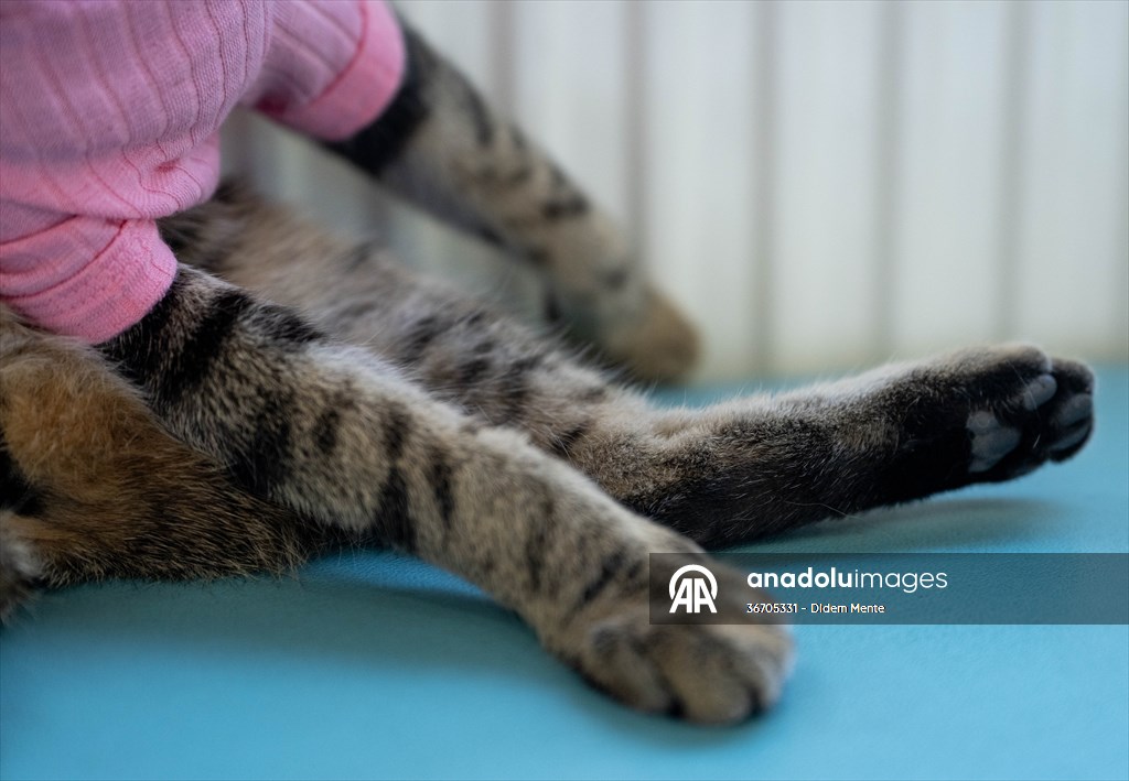 Three-legged cat 'Tripod' became the mascot of tradesmen in Turkish capital
