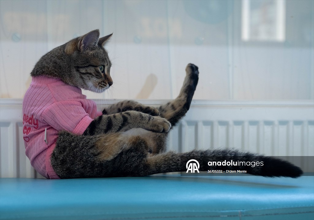 Three-legged cat 'Tripod' became the mascot of tradesmen in Turkish capital