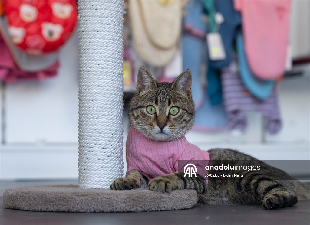 Three-legged cat 'Tripod' became the mascot of tradesmen in Turkish capital