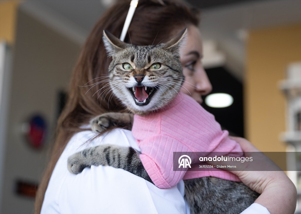 Three-legged cat 'Tripod' became the mascot of tradesmen in Turkish capital
