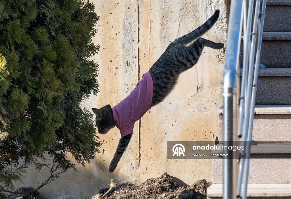 Three-legged cat 'Tripod' became the mascot of tradesmen in Turkish capital