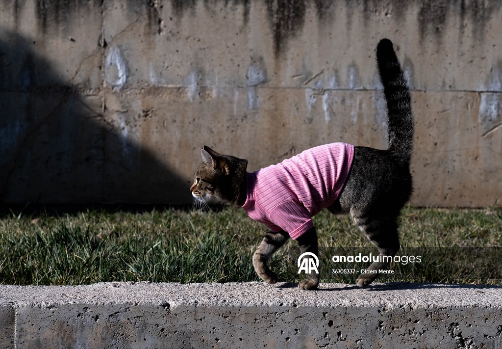 Three-legged cat 'Tripod' became the mascot of tradesmen in Turkish capital