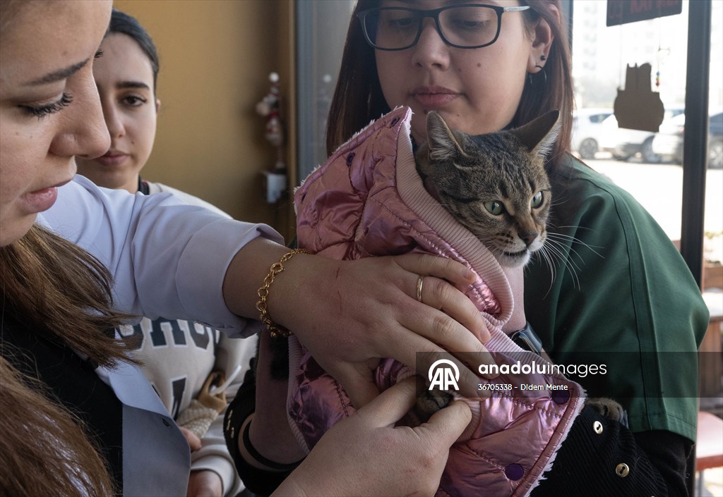 Three-legged cat 'Tripod' became the mascot of tradesmen in Turkish capital