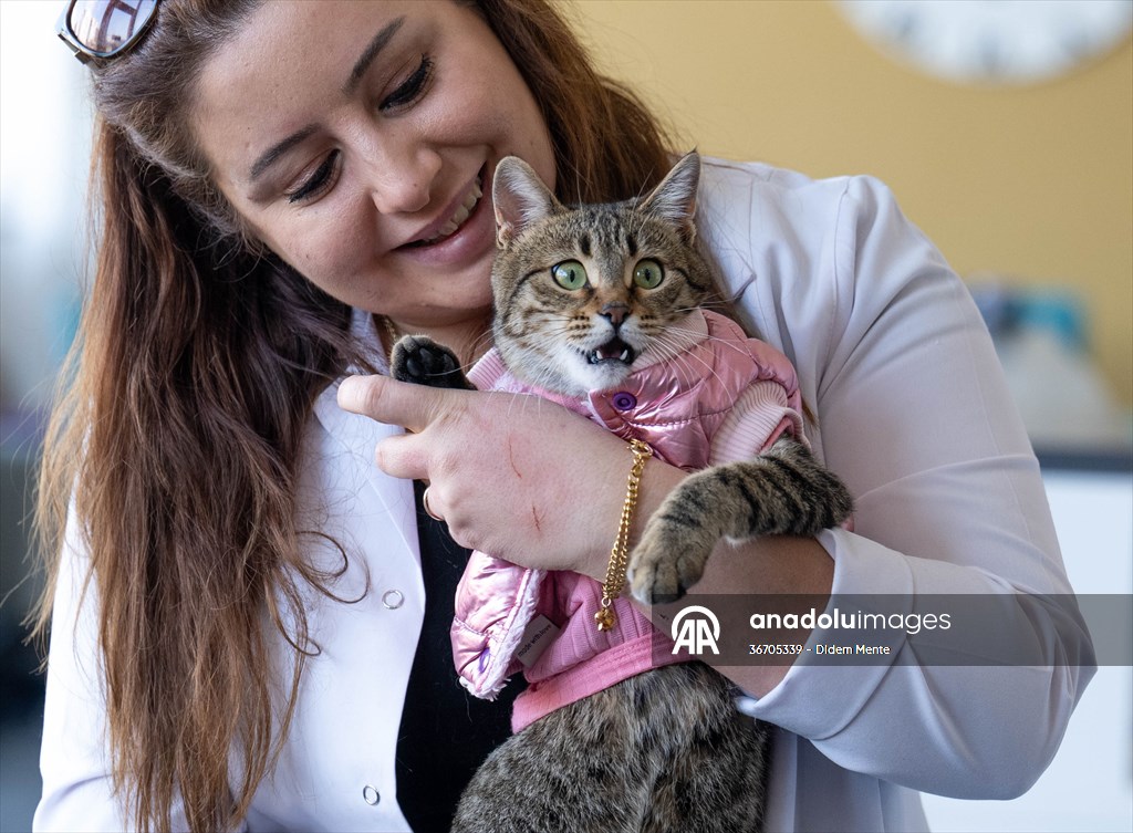 Three-legged cat 'Tripod' became the mascot of tradesmen in Turkish capital