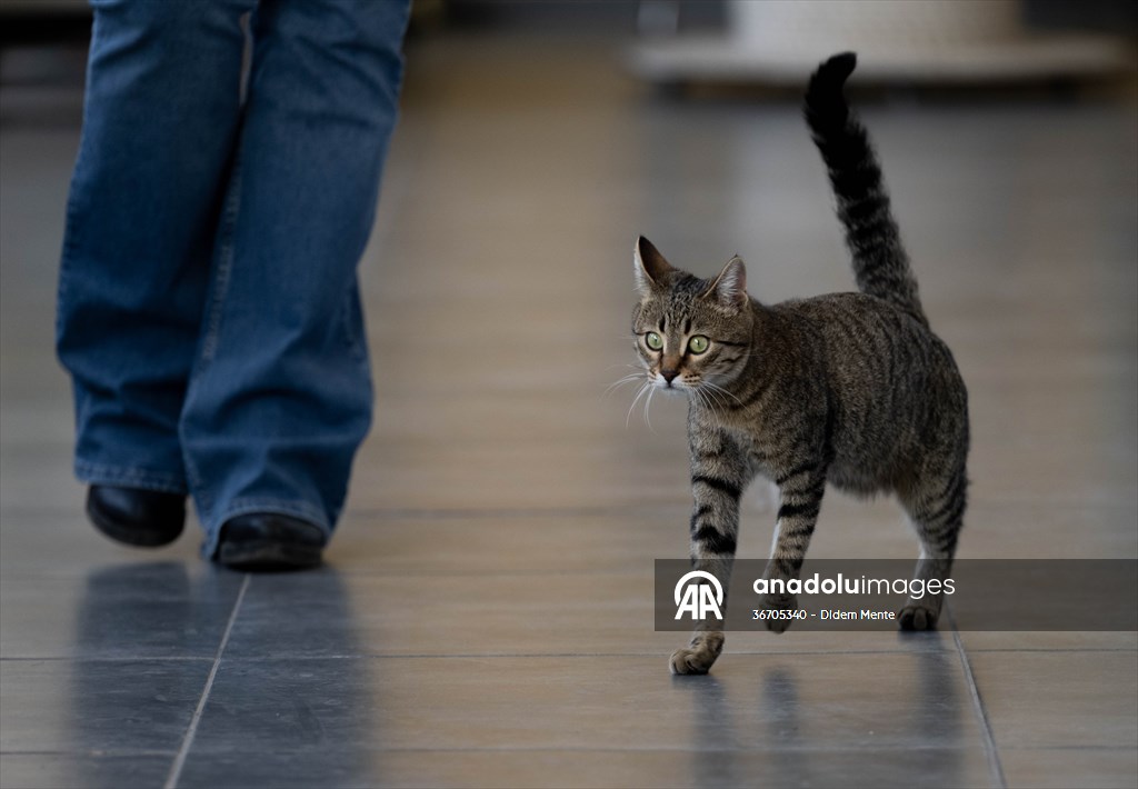 Three-legged cat 'Tripod' became the mascot of tradesmen in Turkish capital