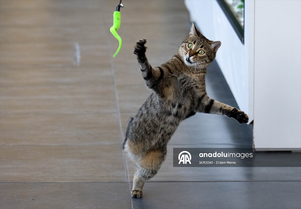 Three-legged cat 'Tripod' became the mascot of tradesmen in Turkish capital