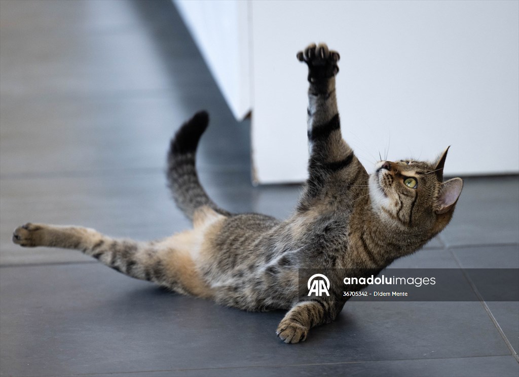 Three-legged cat 'Tripod' became the mascot of tradesmen in Turkish capital