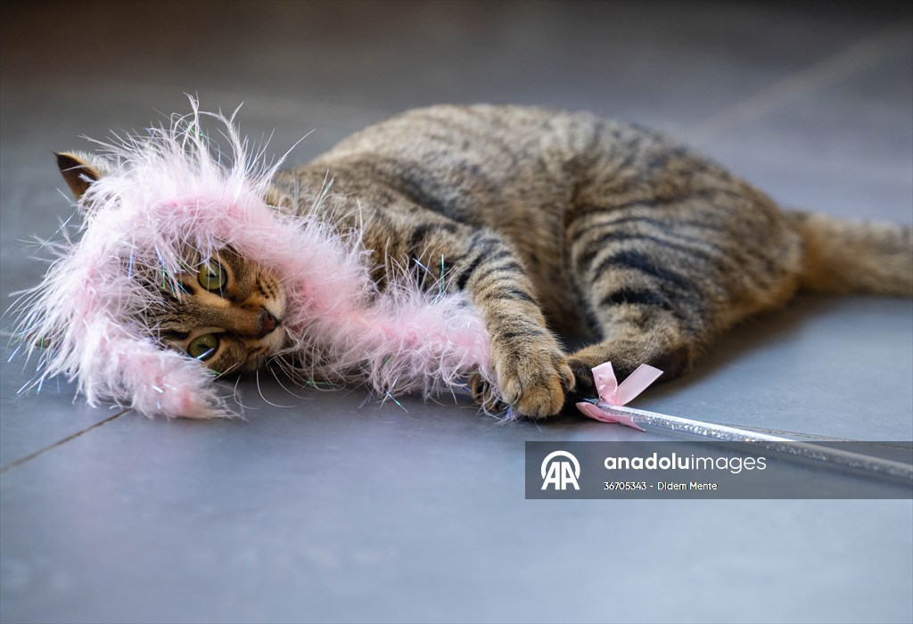 Three-legged cat 'Tripod' became the mascot of tradesmen in Turkish capital