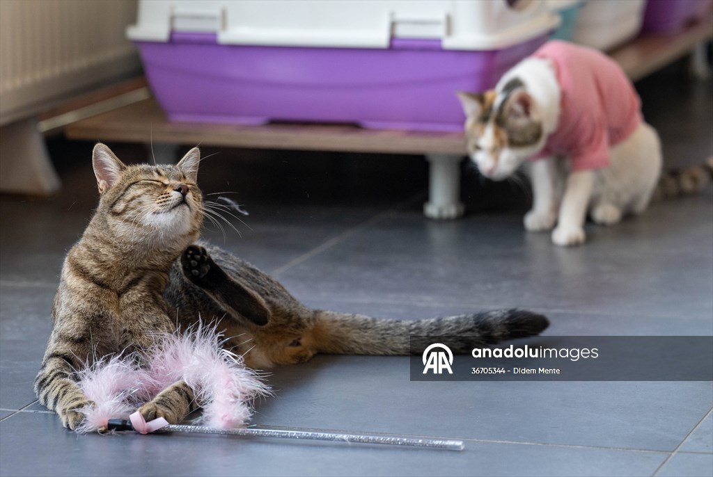 Three-legged cat 'Tripod' became the mascot of tradesmen in Turkish capital
