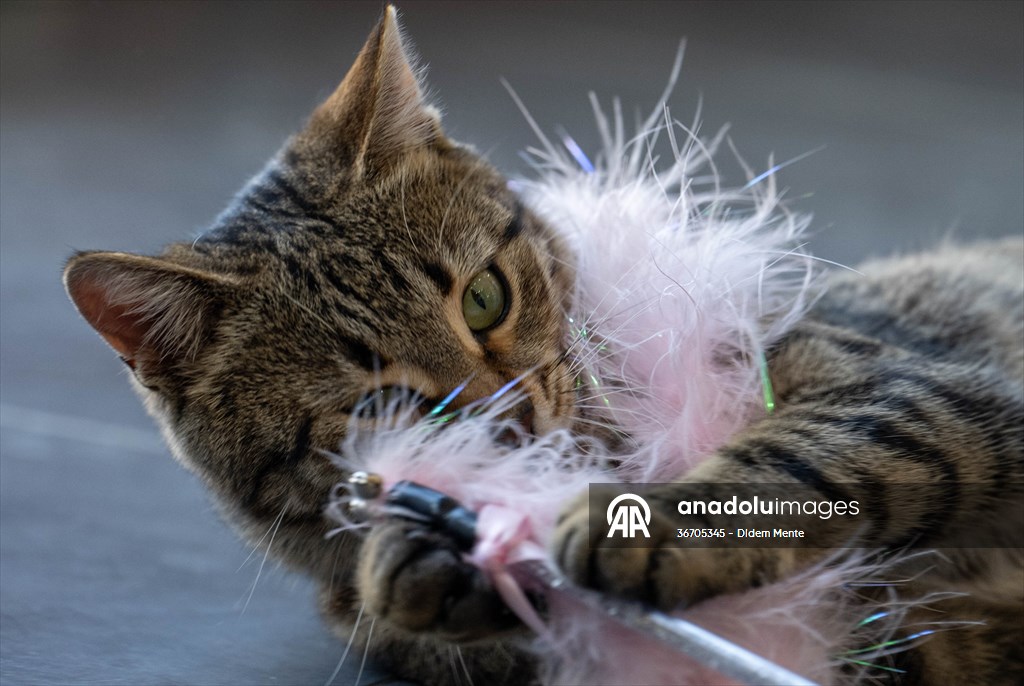 Three-legged cat 'Tripod' became the mascot of tradesmen in Turkish capital