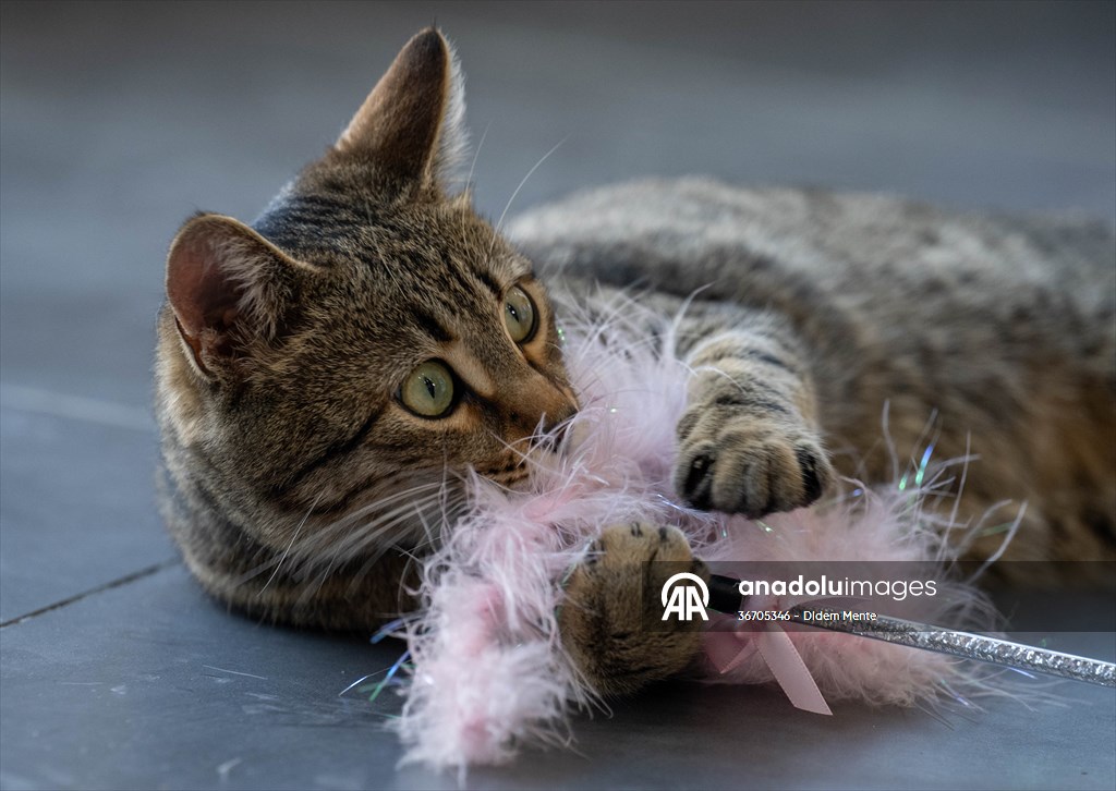 Three-legged cat 'Tripod' became the mascot of tradesmen in Turkish capital