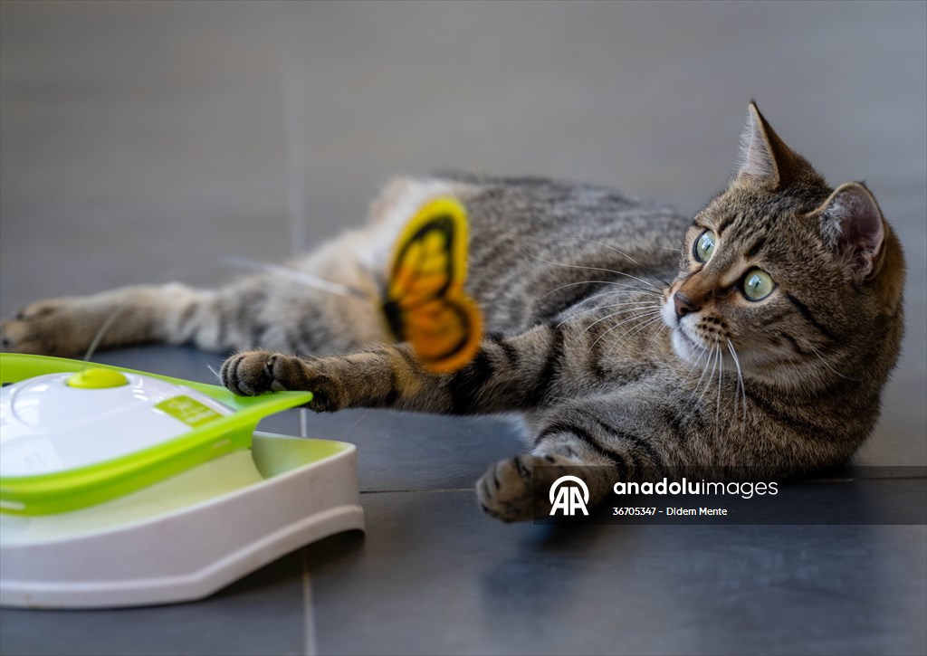 Three-legged cat 'Tripod' became the mascot of tradesmen in Turkish capital