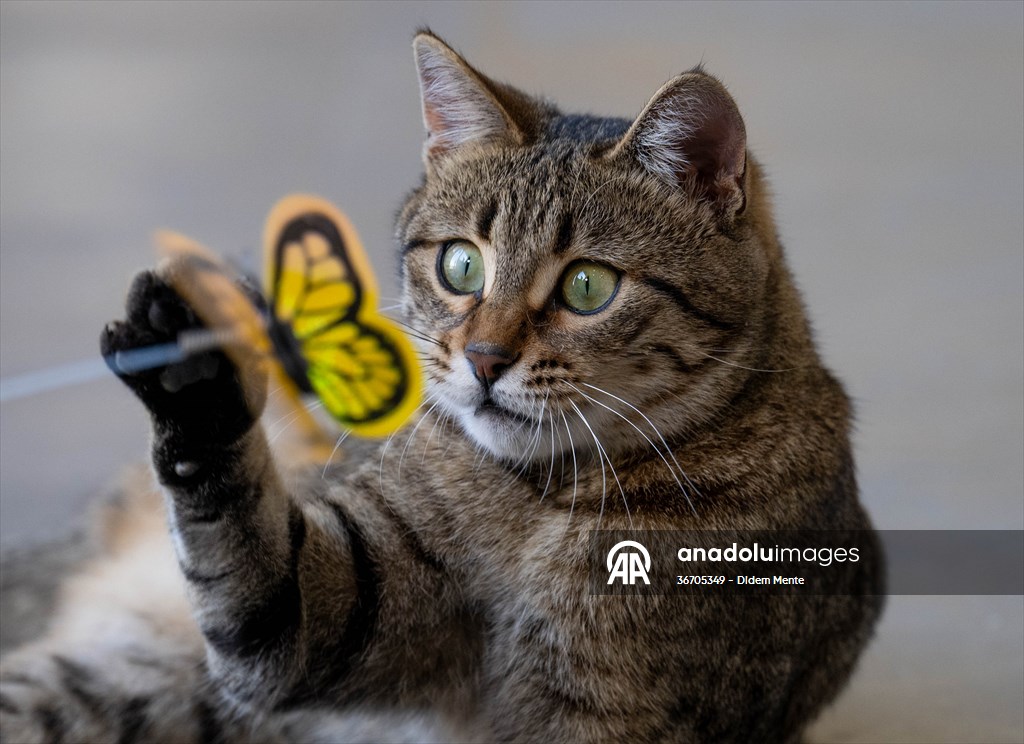 Three-legged cat 'Tripod' became the mascot of tradesmen in Turkish capital