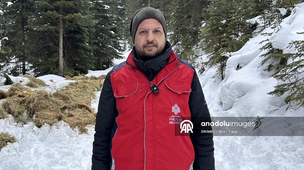 Kastamonu'da karlı yolları yaban hayvanları için aşıp doğaya yem bıraktılar