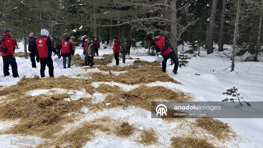 Kastamonu'da karlı yolları yaban hayvanları için aşıp doğaya yem bıraktılar