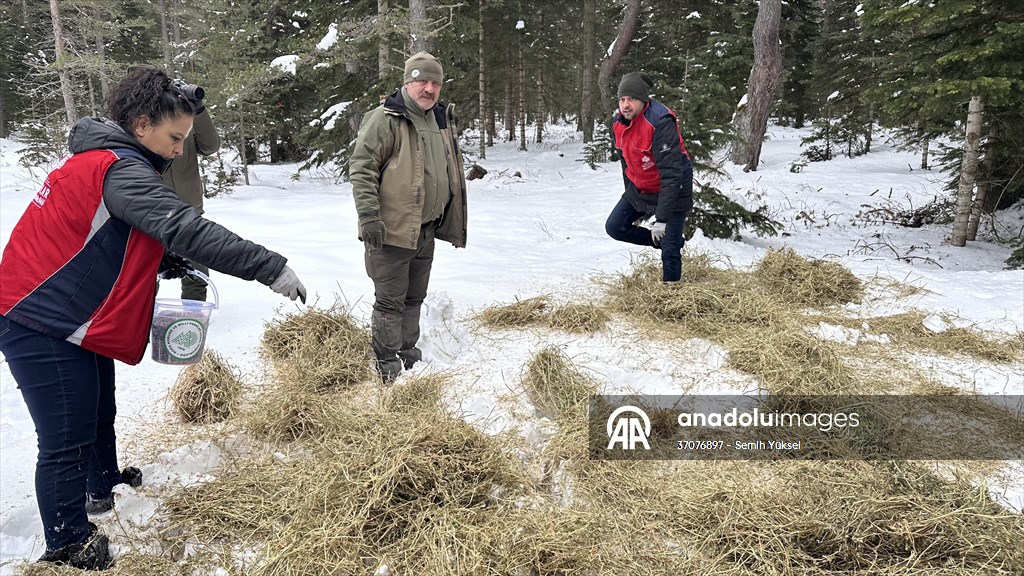 Kastamonu'da karlı yolları yaban hayvanları için aşıp doğaya yem bıraktılar
