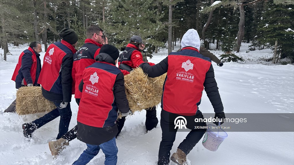 Kastamonu'da karlı yolları yaban hayvanları için aşıp doğaya yem bıraktılar