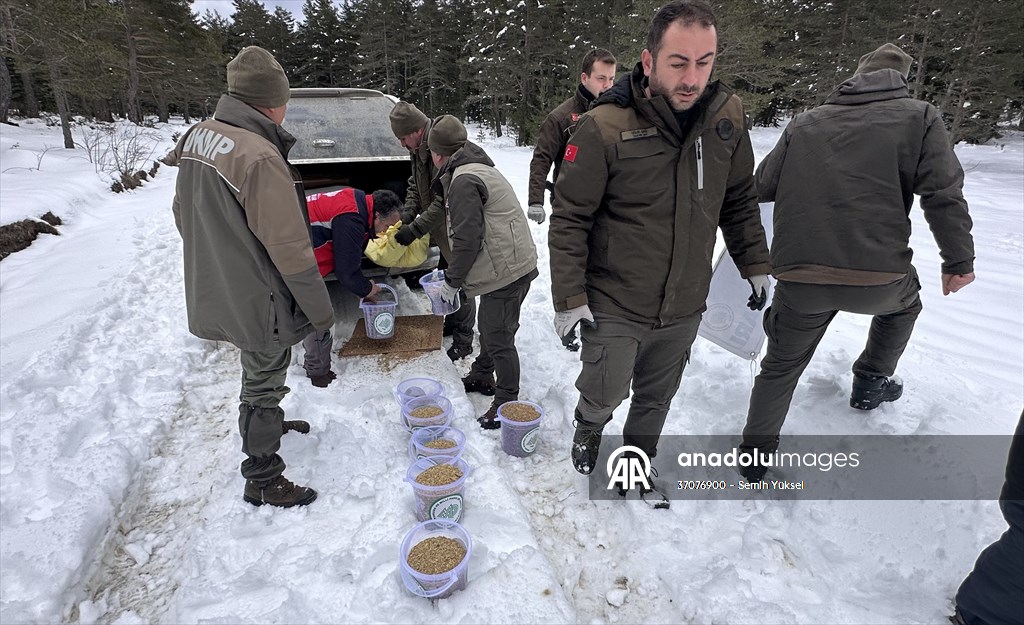 Kastamonu'da karlı yolları yaban hayvanları için aşıp doğaya yem bıraktılar