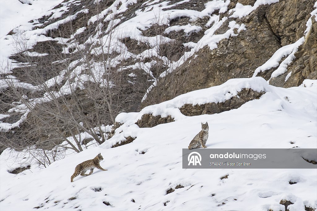 Nesli tehlike altındaki vaşaklar Tunceli'nin karlı dağlarında görüntülendi