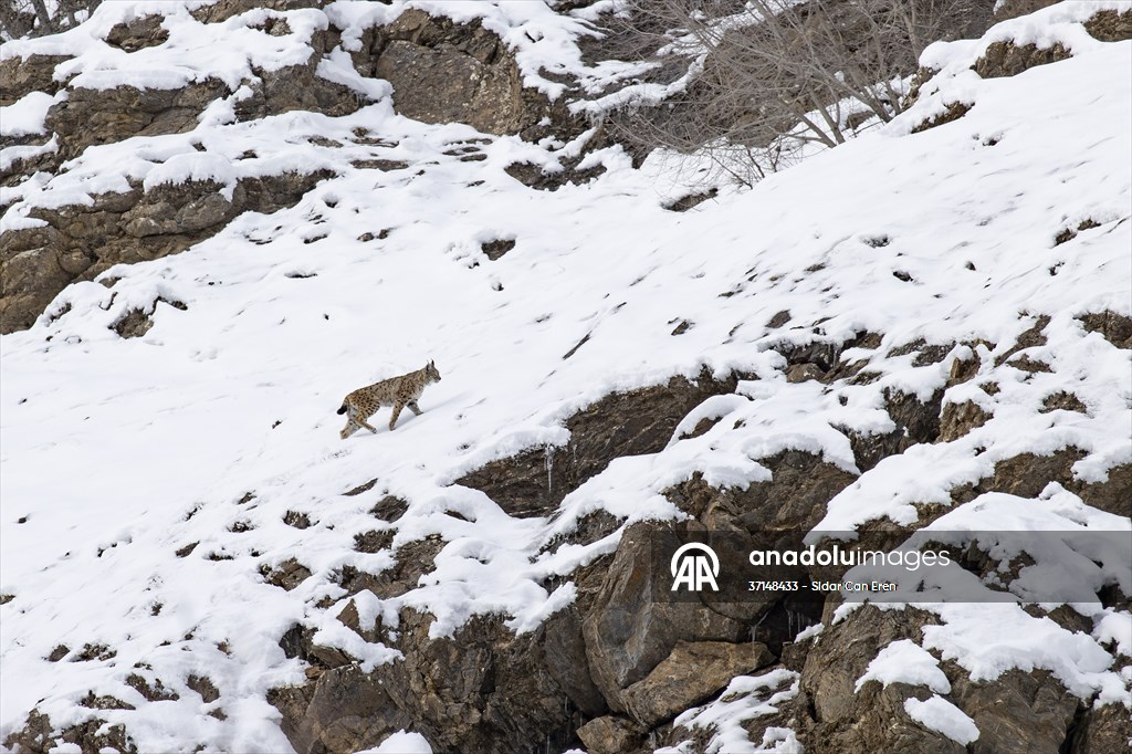 Nesli tehlike altındaki vaşaklar Tunceli'nin karlı dağlarında görüntülendi