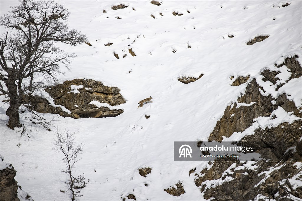 Nesli tehlike altındaki vaşaklar Tunceli'nin karlı dağlarında görüntülendi