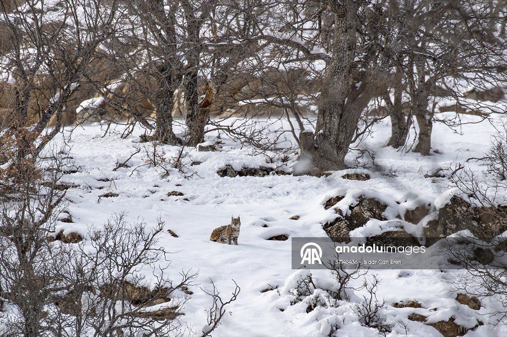 Nesli tehlike altındaki vaşaklar Tunceli'nin karlı dağlarında görüntülendi