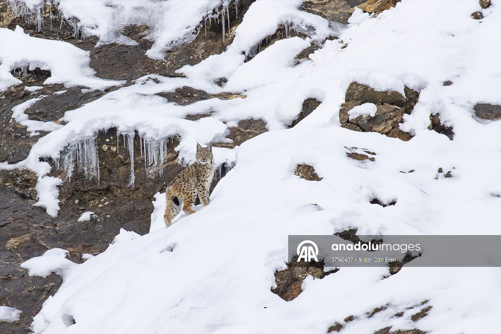 Nesli tehlike altındaki vaşaklar Tunceli'nin karlı dağlarında görüntülendi