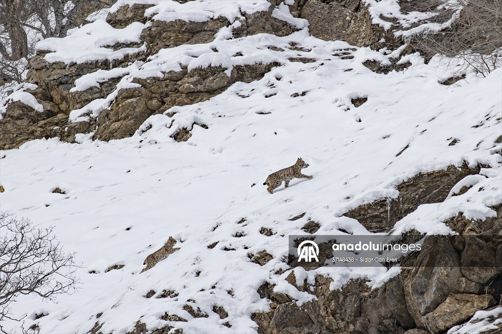 Nesli tehlike altındaki vaşaklar Tunceli'nin karlı dağlarında görüntülendi