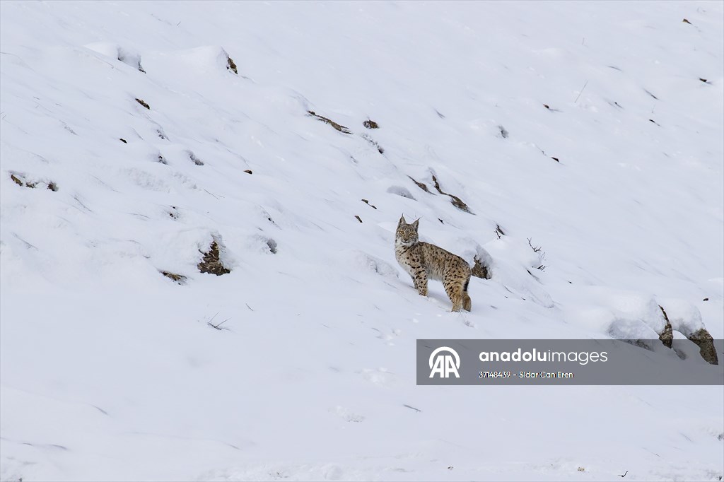 Nesli tehlike altındaki vaşaklar Tunceli'nin karlı dağlarında görüntülendi