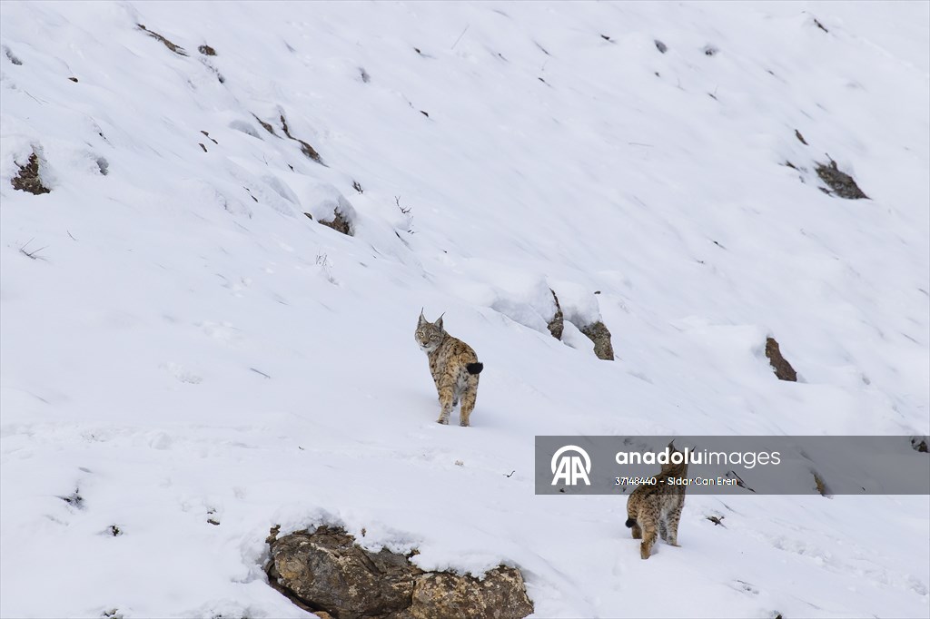 Nesli tehlike altındaki vaşaklar Tunceli'nin karlı dağlarında görüntülendi