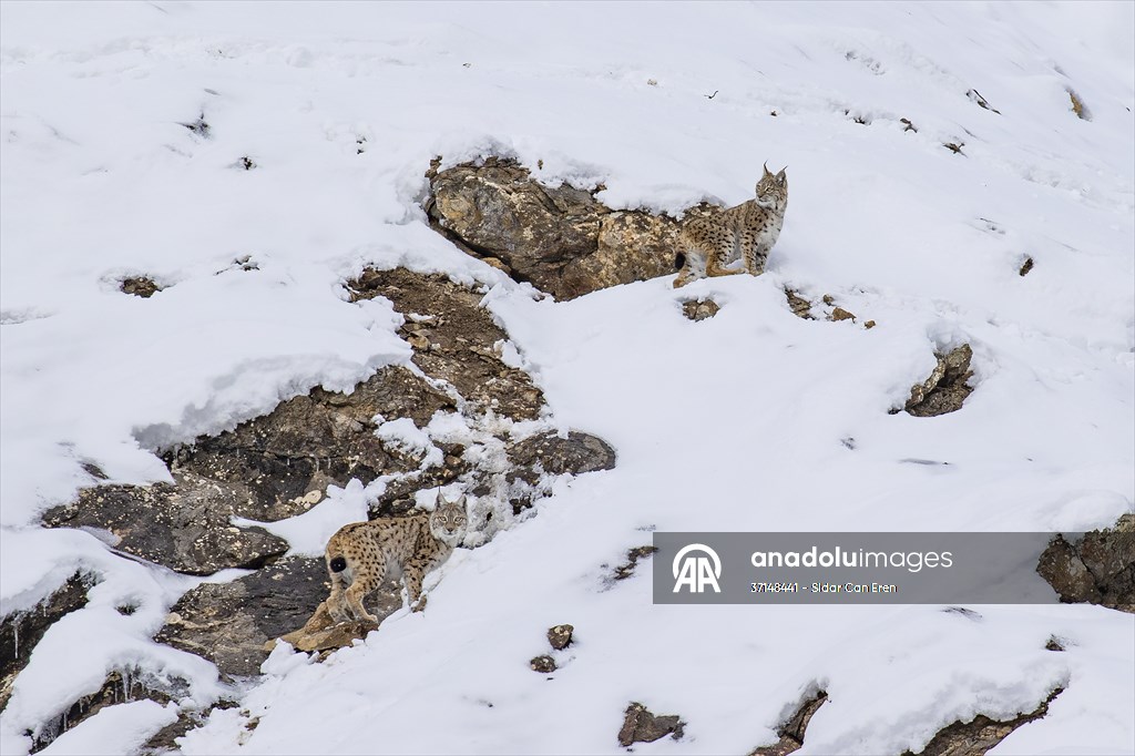 Nesli tehlike altındaki vaşaklar Tunceli'nin karlı dağlarında görüntülendi