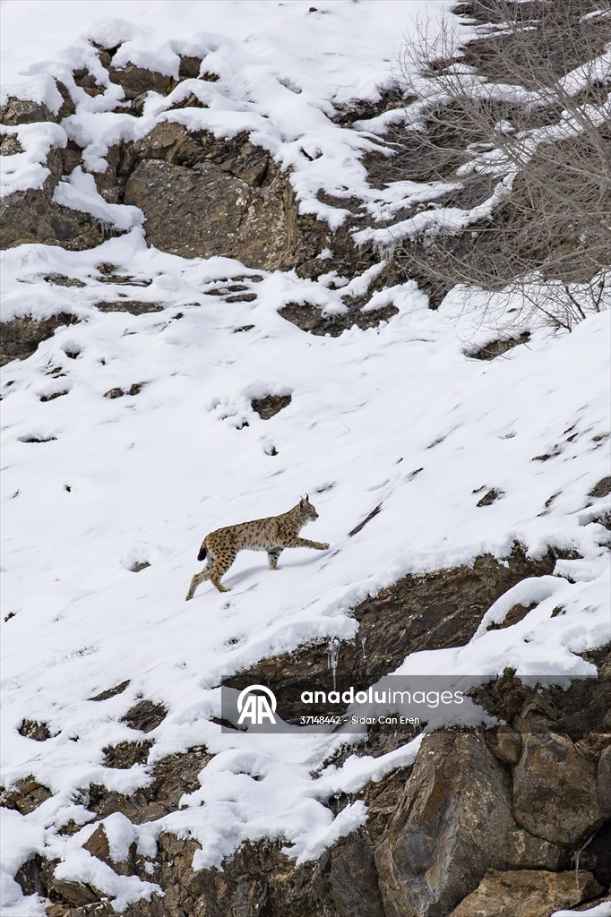 Nesli tehlike altındaki vaşaklar Tunceli'nin karlı dağlarında görüntülendi